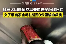 6月27日，四川成都，杜宾犬因断尾立耳失血过多濒临死亡，女子带自家金毛往返50公里免费输血救狗，为勇敢的金毛点赞！视频封面
