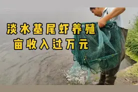 #农村随拍 ，淡水养殖基围虾，亩收入过万，乡村致富路！视频封面