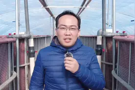 养虾新体验：80天30头，90天20头，成活率80%以上视频封面