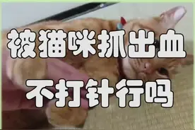 被猫咪抓出了一点血，不打针行吗？#包子脸鲜猫饭 #萌宠 #猫咪 @抖音短视频视频封面