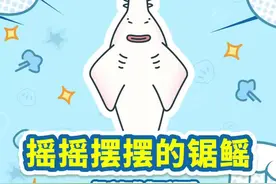 #锯鳐 因"锯"出名，也因"锯"濒危。有电锯傍身依旧防止不了人类的贪婪。怎么还有一样头顶锯子的鲨鱼#锯鲨 ？#海洋生物 #科普 视频封面