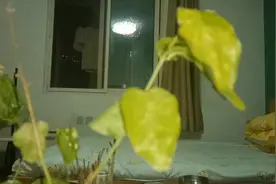 80后到底招谁惹谁了？三十多岁的年纪，工作嫌弃年龄大视频封面