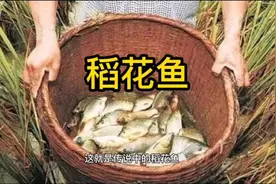 鱼肉你敢吃，鱼鳞，鱼血，鱼内脏能吃吗？涨涨知识吧#创作灵感视频封面