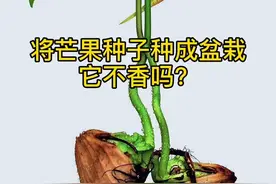 将芒果种子种成盆栽它不香吗？#芒果核发卡 #芒果核巧变盆栽 #创意diy #和小森一起玩种子盆栽 @抖音短视频视频封面