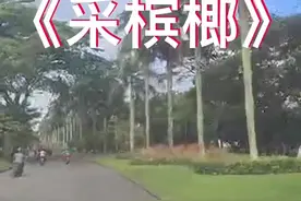 邓丽君一首《采槟榔》经典的歌声，仿佛回到了那个年代   #静音重发  #爱抖音爱分享🙏🙏🙏视频封面