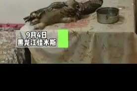 男子救助猫头鹰，喂肉喂药把屎把尿，几天后放生，猫头鹰不走了。视频封面
