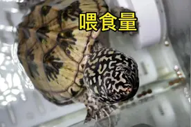 浅谈分享养龟喂食量问题#萌宠出道计划 #养龟日常 #蛋龟视频封面