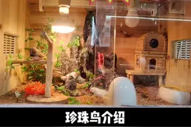 #武汉同城 #实体店经营 #珍珠鸟 #萌宠 #宠物 #萌宠出道计划 珍珠鸟怕冷，养在箱子里铺发酵床保温又干净视频封面