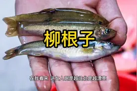 玩转淡水鱼之柳根鱼#柳根子 #柳根鱼 #冷水鱼 #三花五罗十八子视频封面