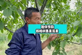 核桃树黑果落果的原因和解决办法#核桃树管理 #核桃树苗视频封面