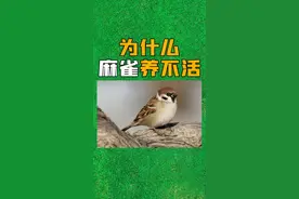 你现在还见过麻雀吗#科普 #涨见识 #麻雀视频封面