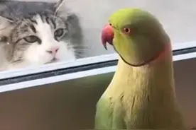 猫：你干嘛呢？鹦鹉：我躲猫猫呢视频封面