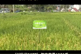永川今年试种成功43个水稻新品种，最高亩产1350斤#永川 @抖音短视频 视频封面
