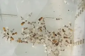 这条坐月子的蓝环章鱼是想吃北京烤鸭吧？#蓝环章鱼 #海洋生物#水族视频封面
