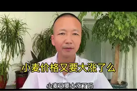 #小麦价格 又要大涨了么？因为接连几天面粉厂降价，昨天突然有两家涨价，很多朋友认为可能大涨了，你认为呢？#乡村守护人 #中海聊农业 #新农村计划2022 #走进大美王湾视频封面