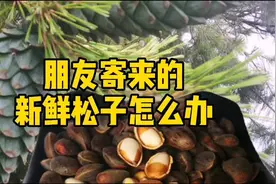 吃货的自我修养，朋友寄来的新鲜孙子怎么办视频封面