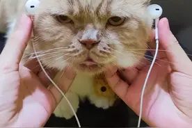 家里的男人还不如一只猫体贴视频封面