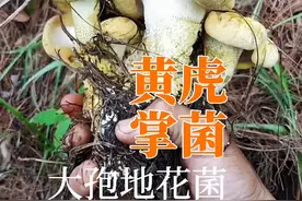 一个介绍蘑菇的视频被判“广告营销”只因说它廉J，为了让更多的人认识，再发一遍！你见过它吗#创作灵感 #野生菌视频封面
