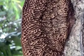 只生长在荔枝和龙眼树，本地独有菌种，野生的可遇不可求。珍贵但价格不贵，作用巨大。#碰出闪耀 #户外寻宝视频封面
