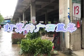 去买桉树苗，看到有捻子秧苗，就是广西蓝莓，于是打算种广西蓝莓视频封面