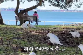 科普一下澳洲的走地鸡，遍地泛滥的哈士葵大白鹦鹉。#葵花鹦鹉 #动物成精 #海外奇遇见闻录 #澳骄攻略视频封面