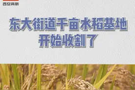 #秋天该有的样子  #丰收季 稻花香里说丰年， 西安高新区千亩水稻喜获丰收！ #西安高新视频封面