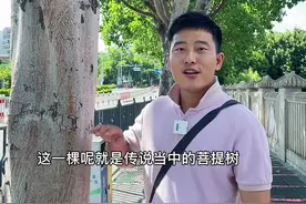 在福建广东云南菩提树的种植比较广泛很多人其实都见过只是不知道名字而已#菩提树视频封面