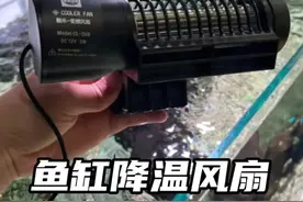 夏季鱼缸高温下不去怎么办？#养鱼日记 #观赏鱼 #养鱼人 #热带鱼视频封面