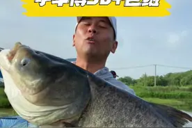7.2手竿挑战巨型鲢鳙、与30+胖头博弈的过程太刺激了#dou来钓鱼916 #钓鱼技巧 视频封面