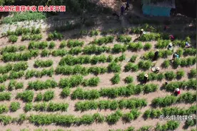 #金银花  东乡县关卜乡金银花喜获丰收 群众笑颜开#甘肃东乡视频封面