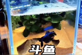 #小七歌 斗鱼孵化了，这个速度可以啊，#斗鱼 #斗鱼繁殖视频封面