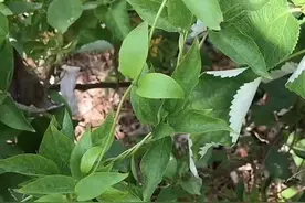 天热不开胃，试试鸡屎藤#中药 #健康科普 #健康 #野生植物视频封面