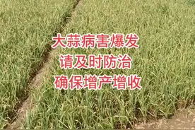 大蒜锈病,叶枯病,疫病,软腐病爆发干尖,红黄叶,茎基根部腐烂，最佳防治方案推荐:法坨或谷锐+铜锐克+金太龙。视频封面