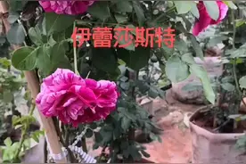 关注我，带你认识更多的月季品种！#藤本月季伊蕾莎斯特#月季种植视频封面