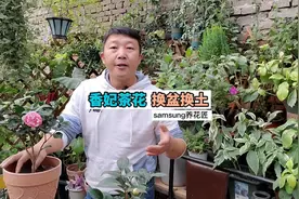 香妃茶花养护方法及换盆换土方法。#花卉绿植 #养花视频封面