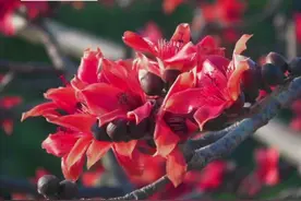 广州的木棉花开了，你知道#木棉花可以吃吗#中医 #科普 #涨知识 视频封面