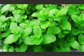 用新鲜#薄荷叶泡水熏眼睛，可以缓解#眼疲劳或者疼痛#健康#养生 @抖音短视频 视频封面