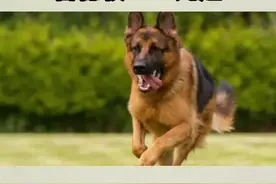 中国刑警学院竞售54只淘汰受训犬：含德牧 200元起视频封面