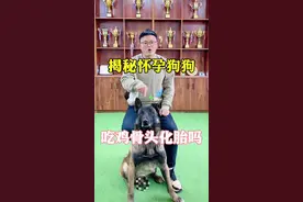 狗狗吃鸡骨头会化胎吗？#宠物训练 #狗狗 #训犬师培训 #网红犬 #宠物 @DOU+小助手 @抖音短视频视频封面