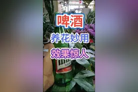啤酒按照1比10的比例稀释后喷洒叶面，可以补充多种营养元素，#花卉绿植 @DOU+小助手视频封面
