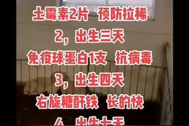 新生羔羊护理流程视频封面