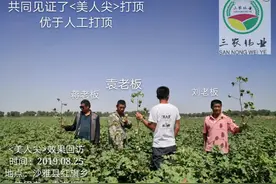美人尖，不烧尖不返青，省工又省时，一次封顶，打顶不是大问题视频封面