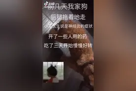 在发一次让跟多人知道这样的问题，小狗千万别爬楼梯视频封面