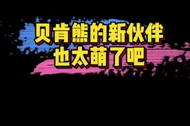 #贝肯熊2金牌特工 贝肯熊携新伙伴小迪再次倒霉出发～一个呆一个萌的熊豹CP，可太有趣了#倒霉贝肯来搞事儿了视频封面