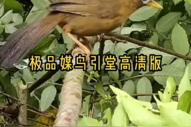#爱护鸟类人人有责 #画眉鸟母叫音 #大自然的馈赠 2分钟高清版公母结合音，太好听了视频封面