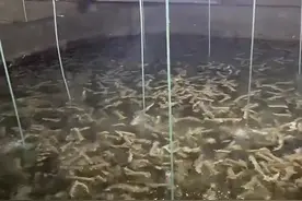 #珠海市七海农业有限公司 深海濑尿虾🧜‍♂️皮皮虾#水产养殖 #养殖 #同城 #三农 @DOU+小助手 视频封面