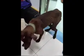 lucky的故事，他是不幸的也是幸运的，愿世间的美好都被温柔以对视频封面