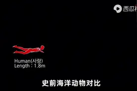 史前海洋动物大小对比，还有#梅尔维尔鲸、#巨齿鲨视频封面