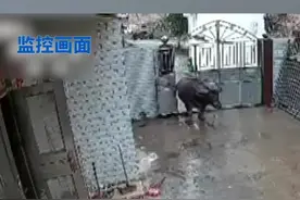 广东梅州公牛情绪失控，冲入农户家将7旬老人撞伤！视频封面