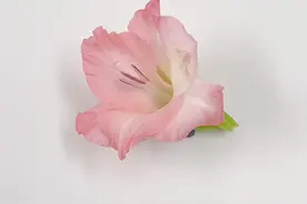 画画其实很简单～唐菖蒲不难画，粉红色的花瓣用清水过渡一下，透明感就有了#一起学画画 #画画教程 #画画其实很简单 #国画视频封面
